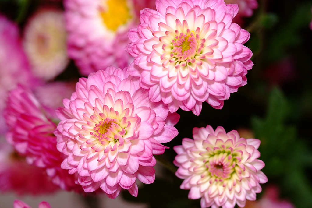 국화 - florist's daisy, hardy garden mum, Chrysanthemum morifolium Ramat.