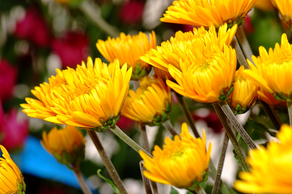 국화 - florist's daisy, hardy garden mum, Chrysanthemum morifolium Ramat.
