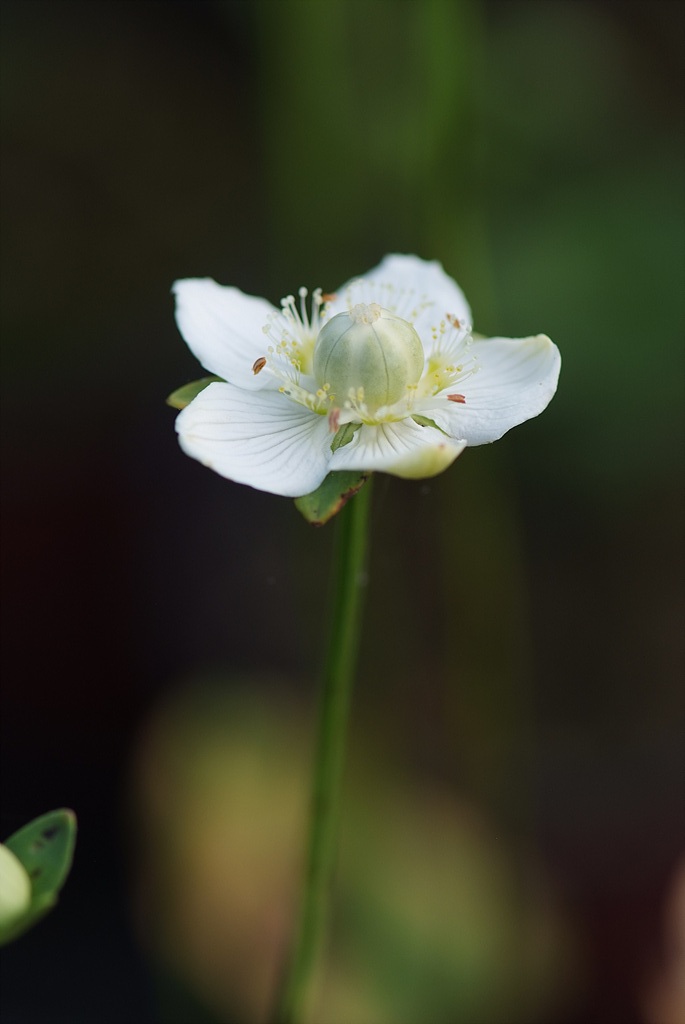 물매화 - Parnassia palustris L.