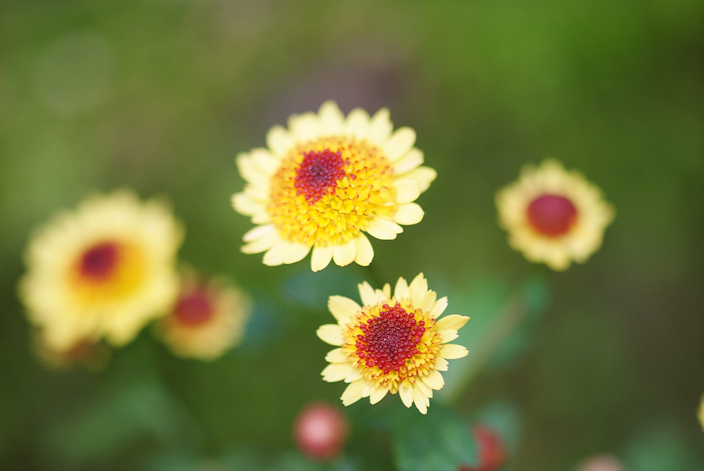 국화 - florist's daisy, hardy garden mum, Chrysanthemum morifolium Ramat.