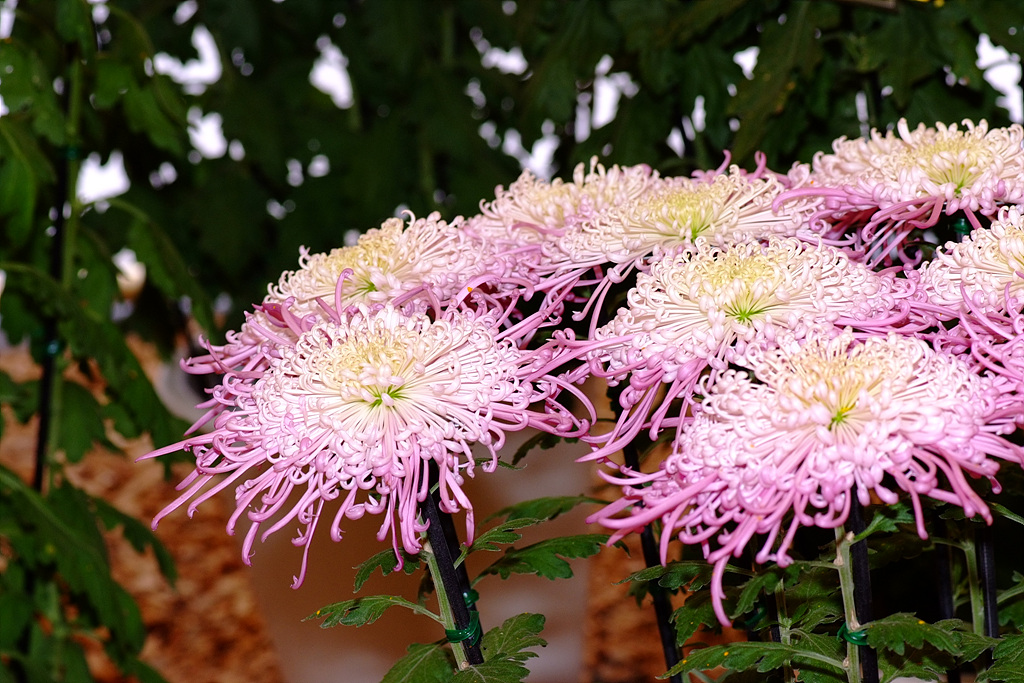 국화 - florist's daisy, hardy garden mum, Chrysanthemum morifolium Ramat.
