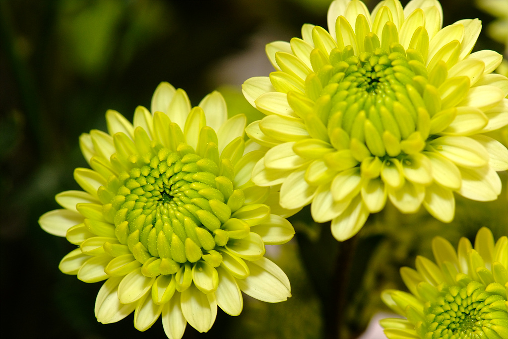국화 - florist's daisy, hardy garden mum, Chrysanthemum morifolium Ramat.