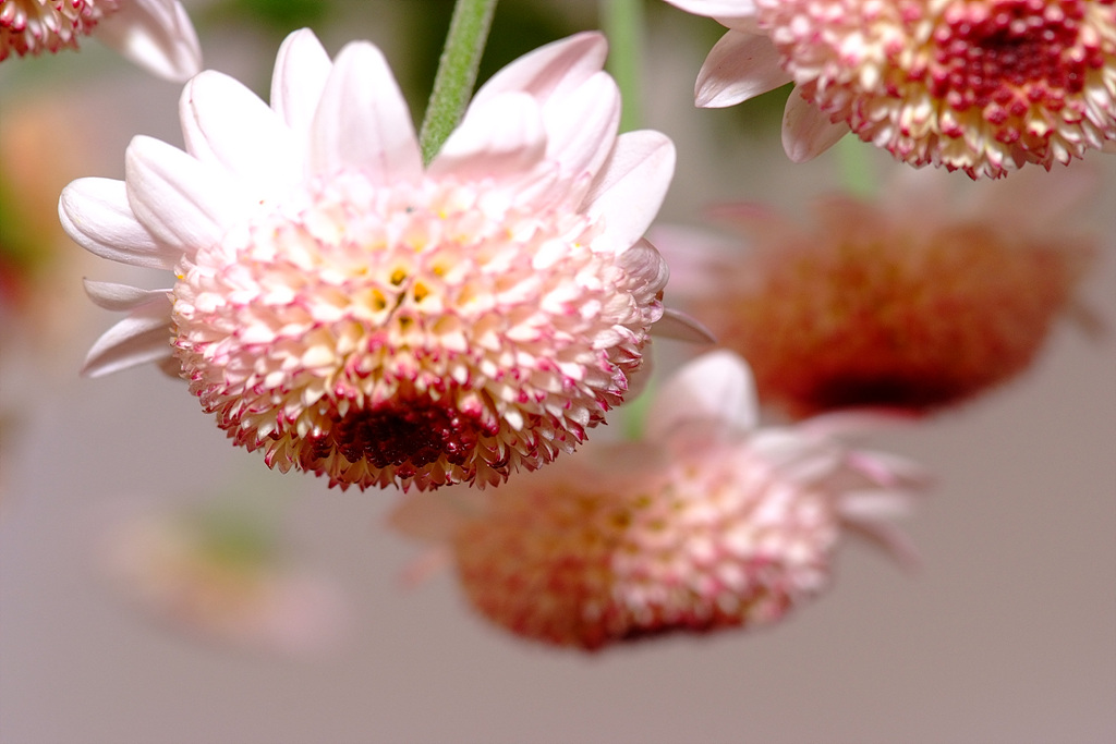 국화 - florist's daisy, hardy garden mum, Chrysanthemum morifolium Ramat.