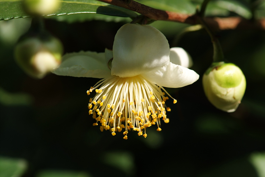 차나무 - camellia, Camellia sinensis L.