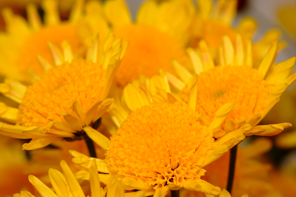 국화 - florist's daisy, hardy garden mum, Chrysanthemum morifolium Ramat.