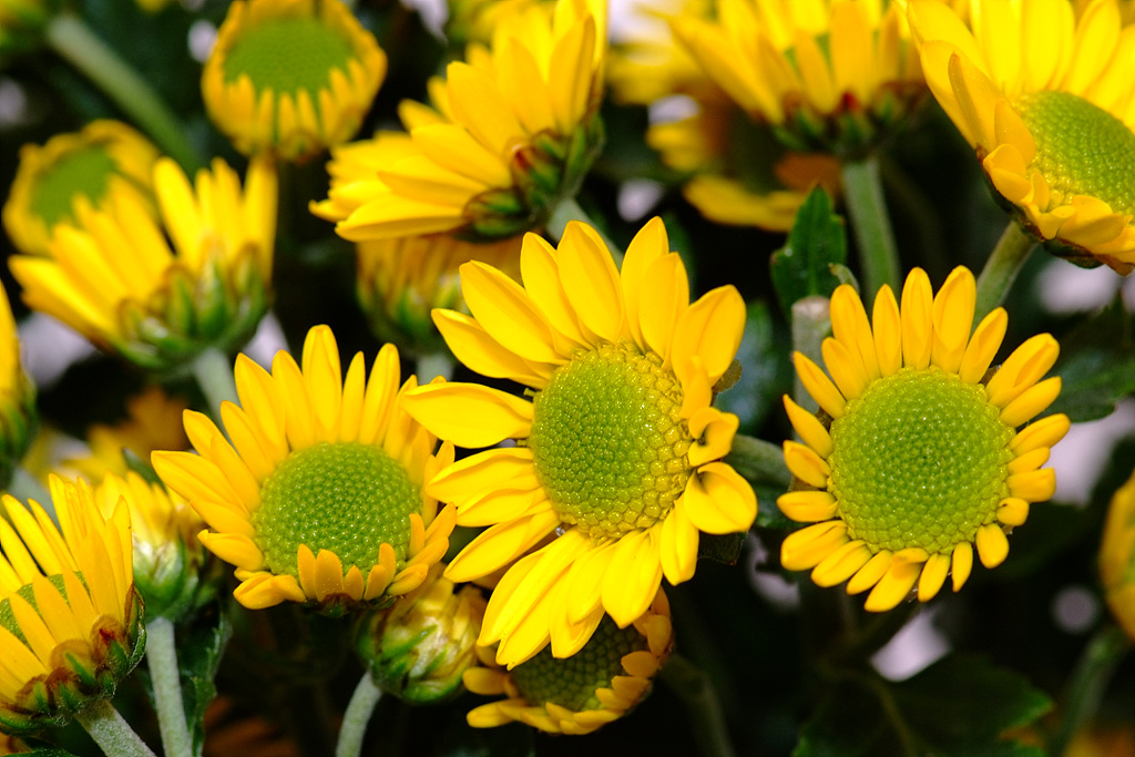 국화 - florist's daisy, hardy garden mum, Chrysanthemum morifolium Ramat.