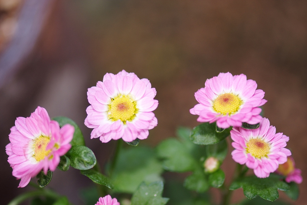 국화 - florist's daisy, hardy garden mum, Chrysanthemum morifolium Ramat.