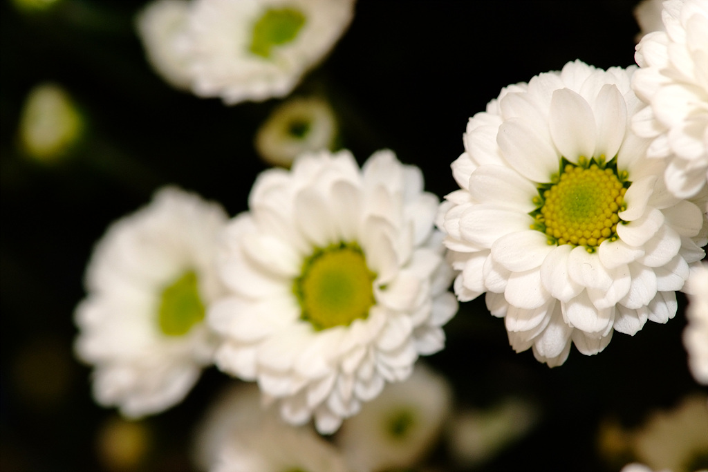 국화 - florist's daisy, hardy garden mum, Chrysanthemum morifolium Ramat.
