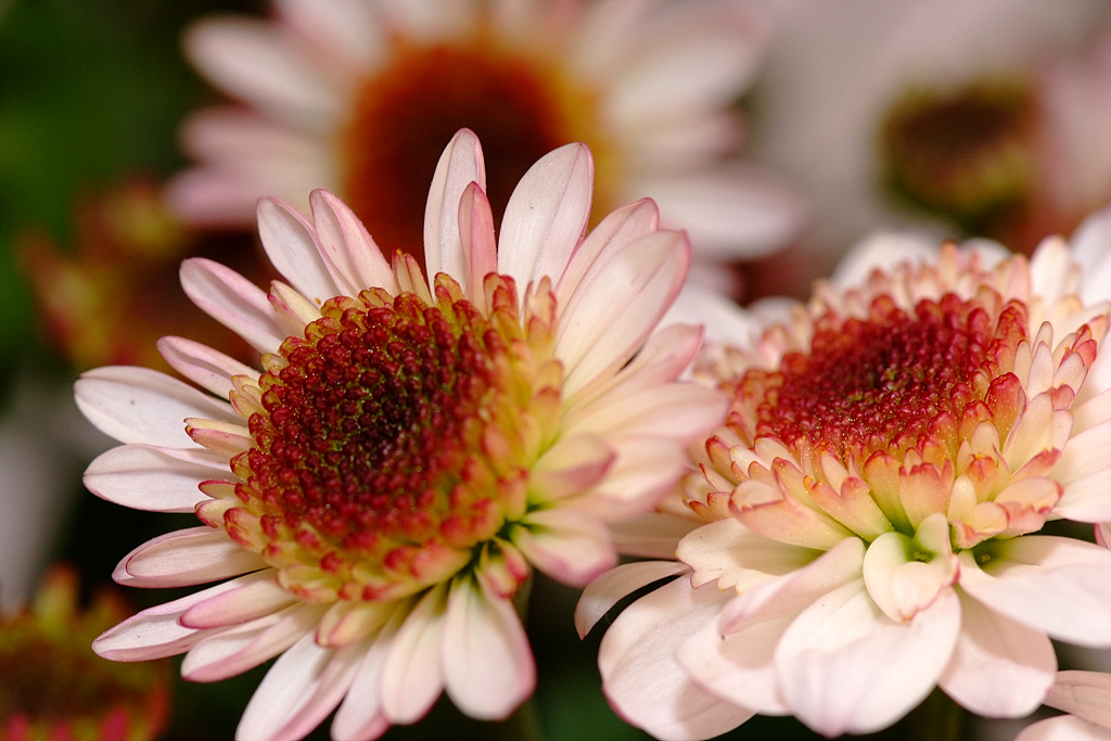국화 - florist's daisy, hardy garden mum, Chrysanthemum morifolium Ramat.