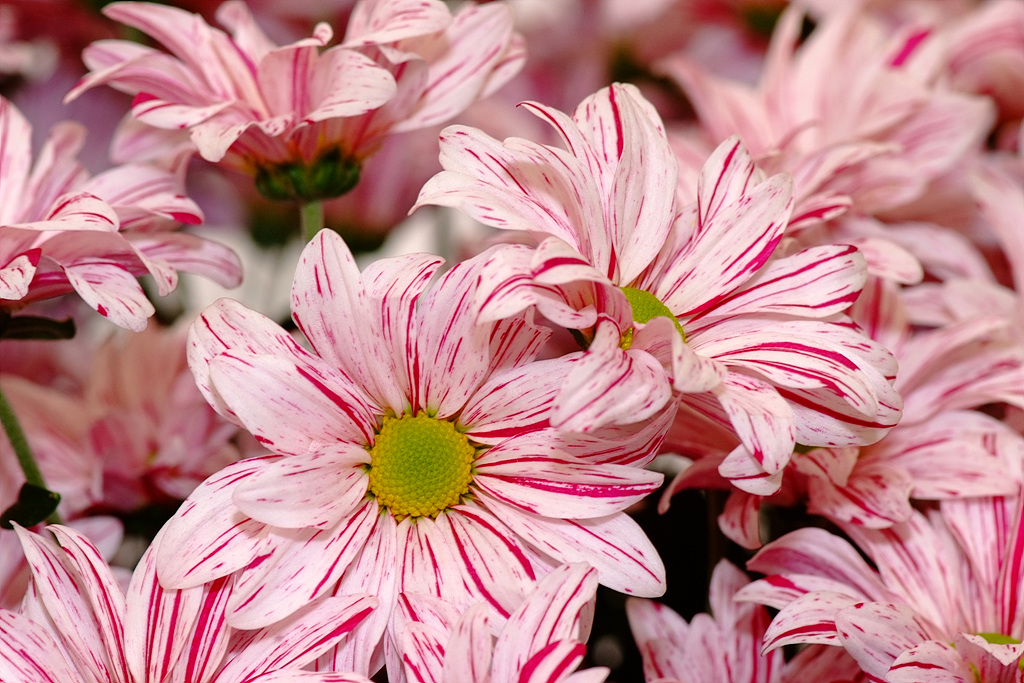 국화 - florist's daisy, hardy garden mum, Chrysanthemum morifolium Ramat.