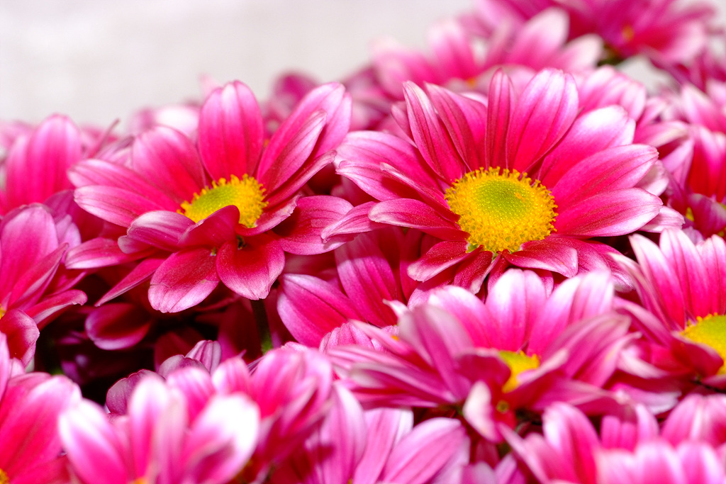 국화 - florist's daisy, hardy garden mum, Chrysanthemum morifolium Ramat.
