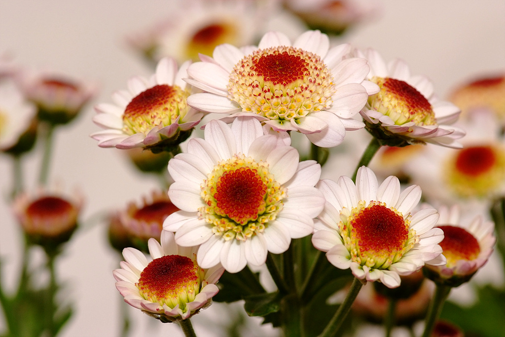 국화 - florist's daisy, hardy garden mum, Chrysanthemum morifolium Ramat.
