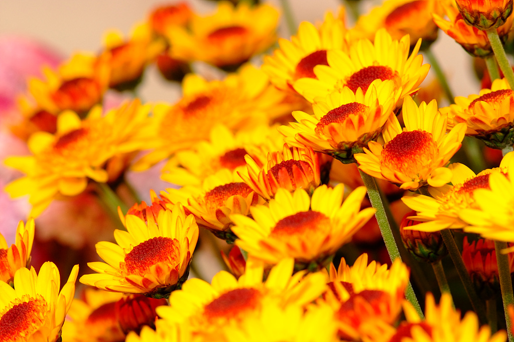 국화 - florist's daisy, hardy garden mum, Chrysanthemum morifolium Ramat.