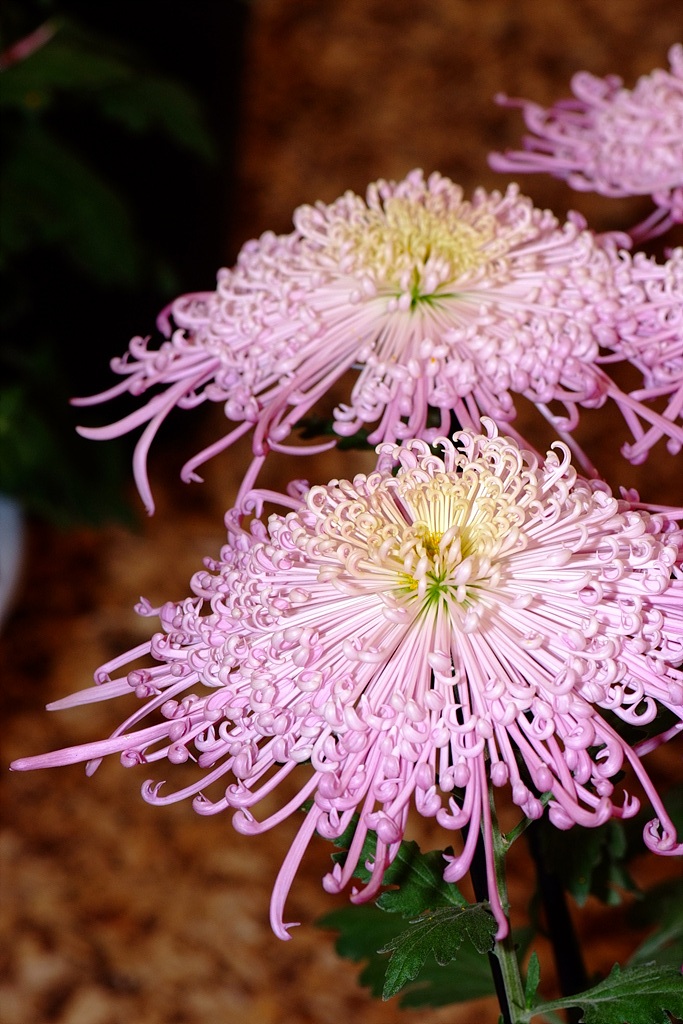 국화 - florist's daisy, hardy garden mum, Chrysanthemum morifolium Ramat.