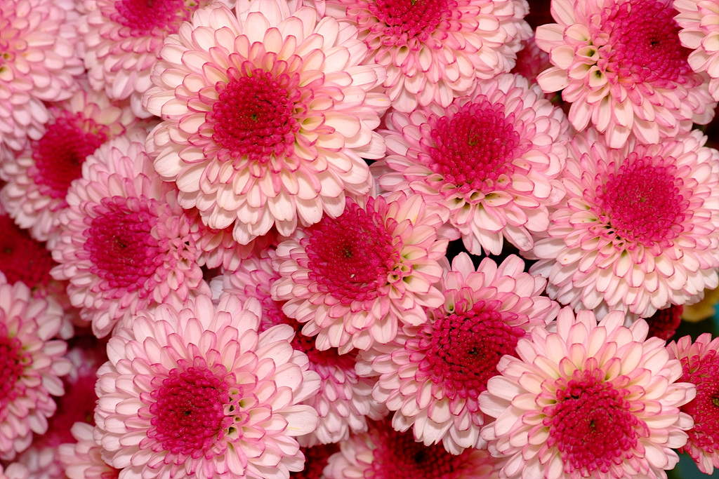 국화 - florist's daisy, hardy garden mum, Chrysanthemum morifolium Ramat.