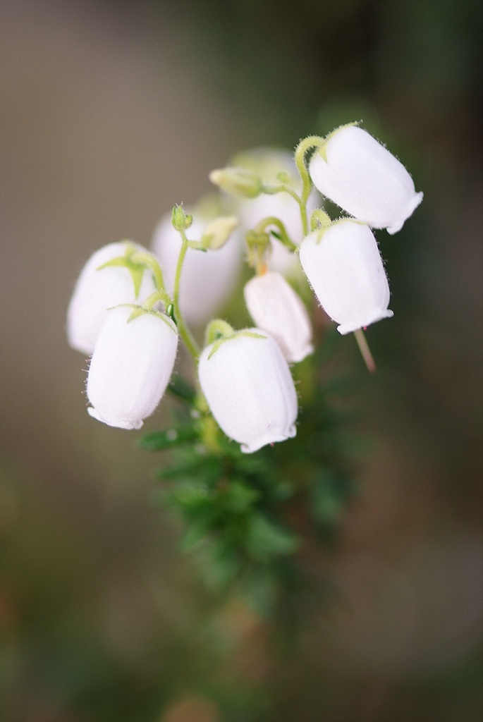 진퍼리꽃나무 - Chamaedaphne calyculata