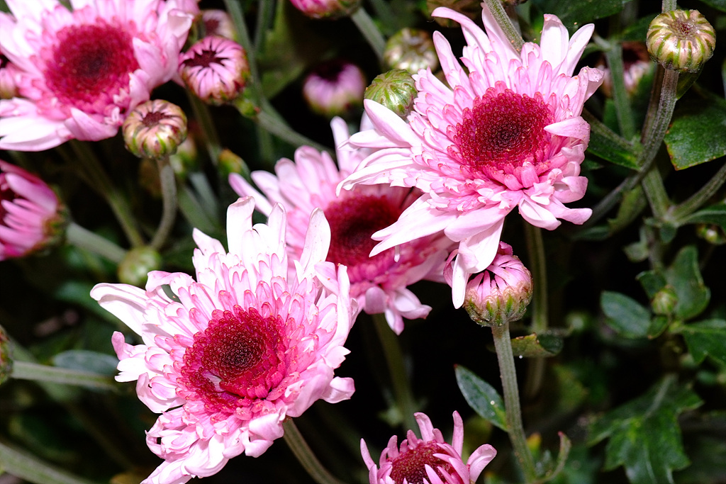 국화 - florist's daisy, hardy garden mum, Chrysanthemum morifolium Ramat.