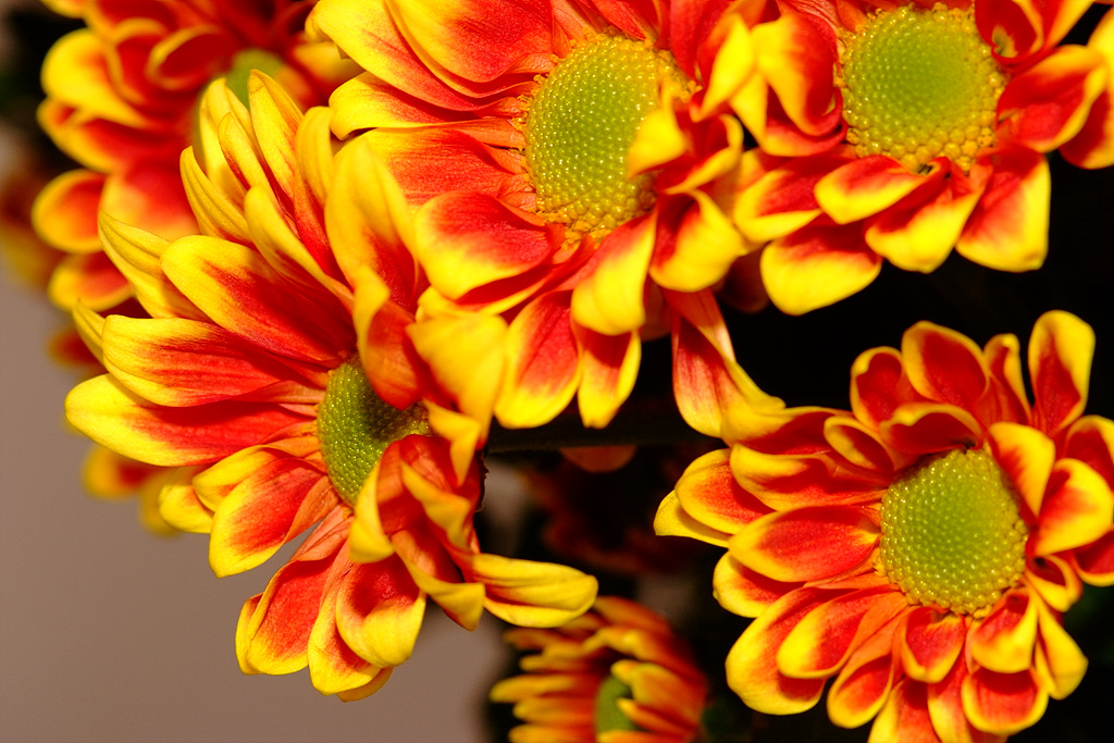 국화 - florist's daisy, hardy garden mum, Chrysanthemum morifolium Ramat.