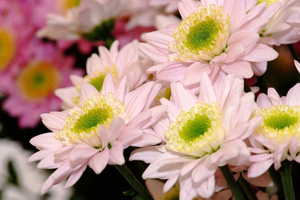 국화 - florist's daisy, hardy garden mum, Chrysanthemum morifolium Ramat.