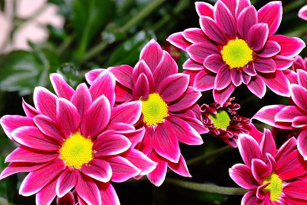 국화 - florist's daisy, hardy garden mum, Chrysanthemum morifolium Ramat.