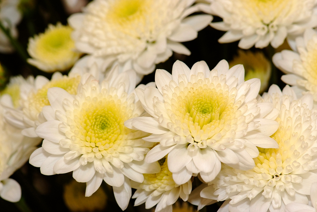 국화 - florist's daisy, hardy garden mum, Chrysanthemum morifolium Ramat.