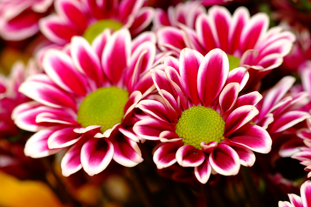 국화 - florist's daisy, hardy garden mum, Chrysanthemum morifolium Ramat.