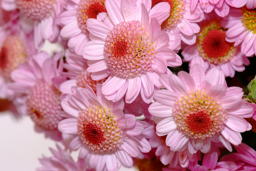국화 - florist's daisy, hardy garden mum, Chrysanthemum morifolium Ramat.