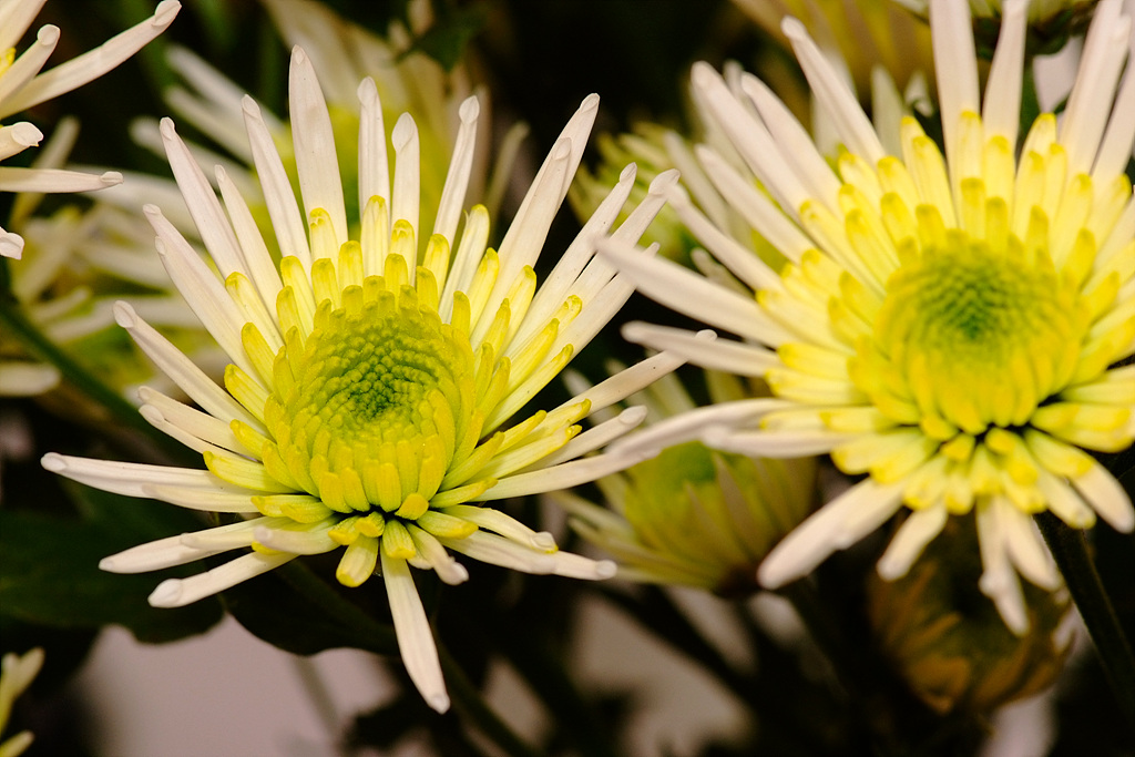 국화 - florist's daisy, hardy garden mum, Chrysanthemum morifolium Ramat.