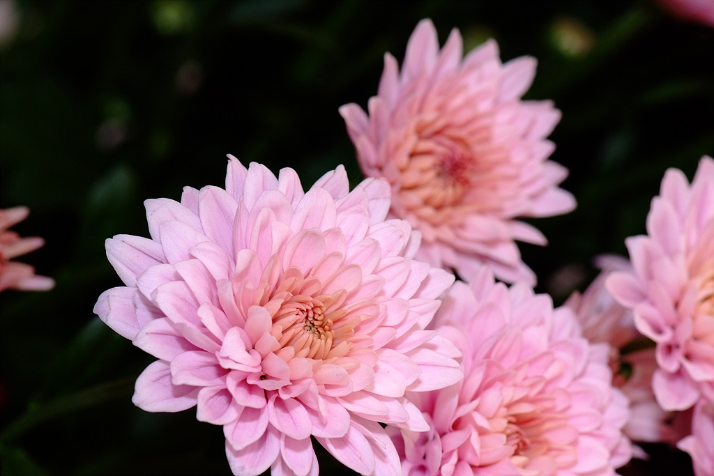 국화 - florist's daisy, hardy garden mum, Chrysanthemum morifolium Ramat.