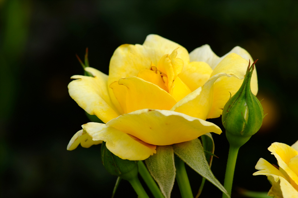 장미 - Rose, Rosa hybrida