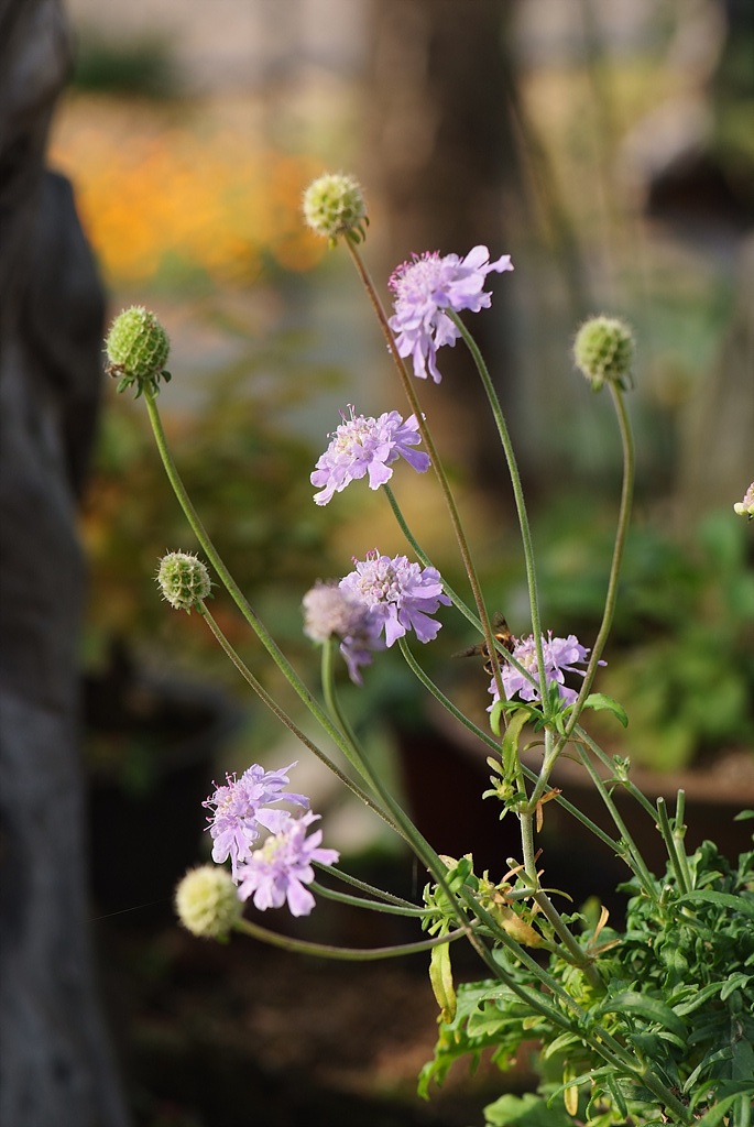 솔체꽃 - Scabiosa mansenensis Nakai for alpina Nakai