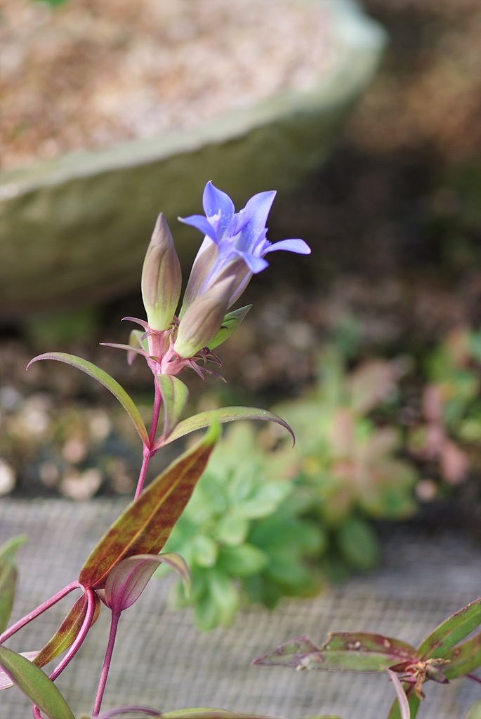 용담 - Gentiana scabra Bunge for. scabra