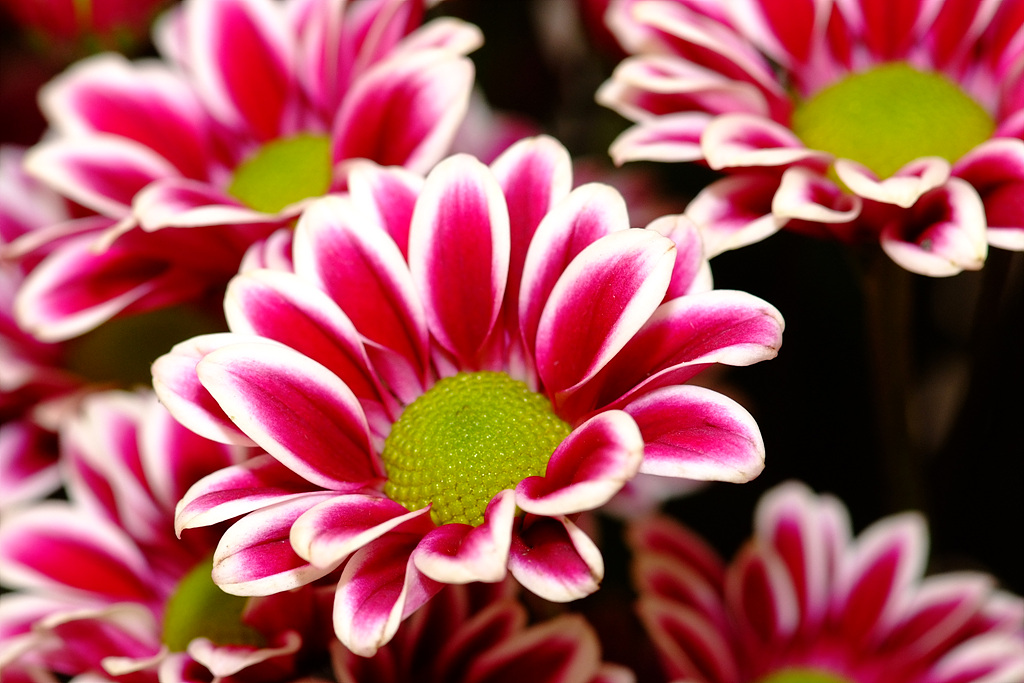 국화 - florist's daisy, hardy garden mum, Chrysanthemum morifolium Ramat.