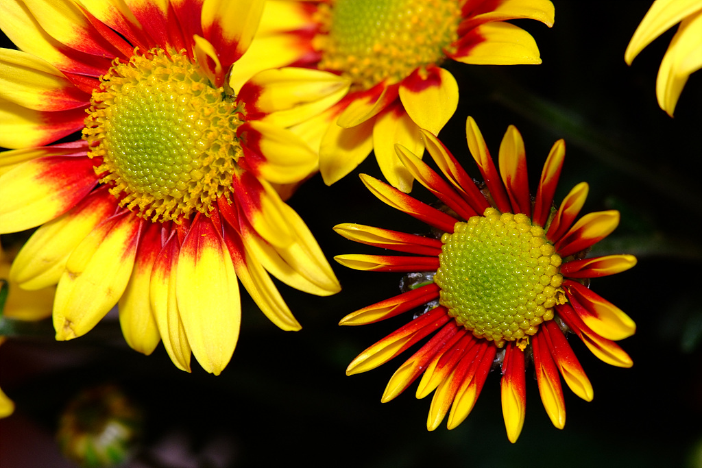 국화 - florist's daisy, hardy garden mum, Chrysanthemum morifolium Ramat.
