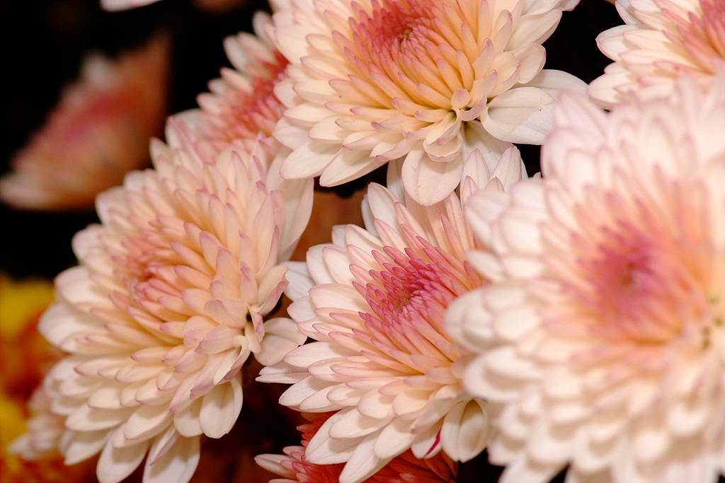 국화, Chrysanthemum morifolium Ramat.