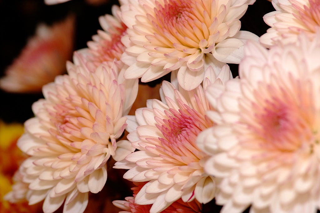 국화 - florist's daisy, hardy garden mum, Chrysanthemum morifolium Ramat.