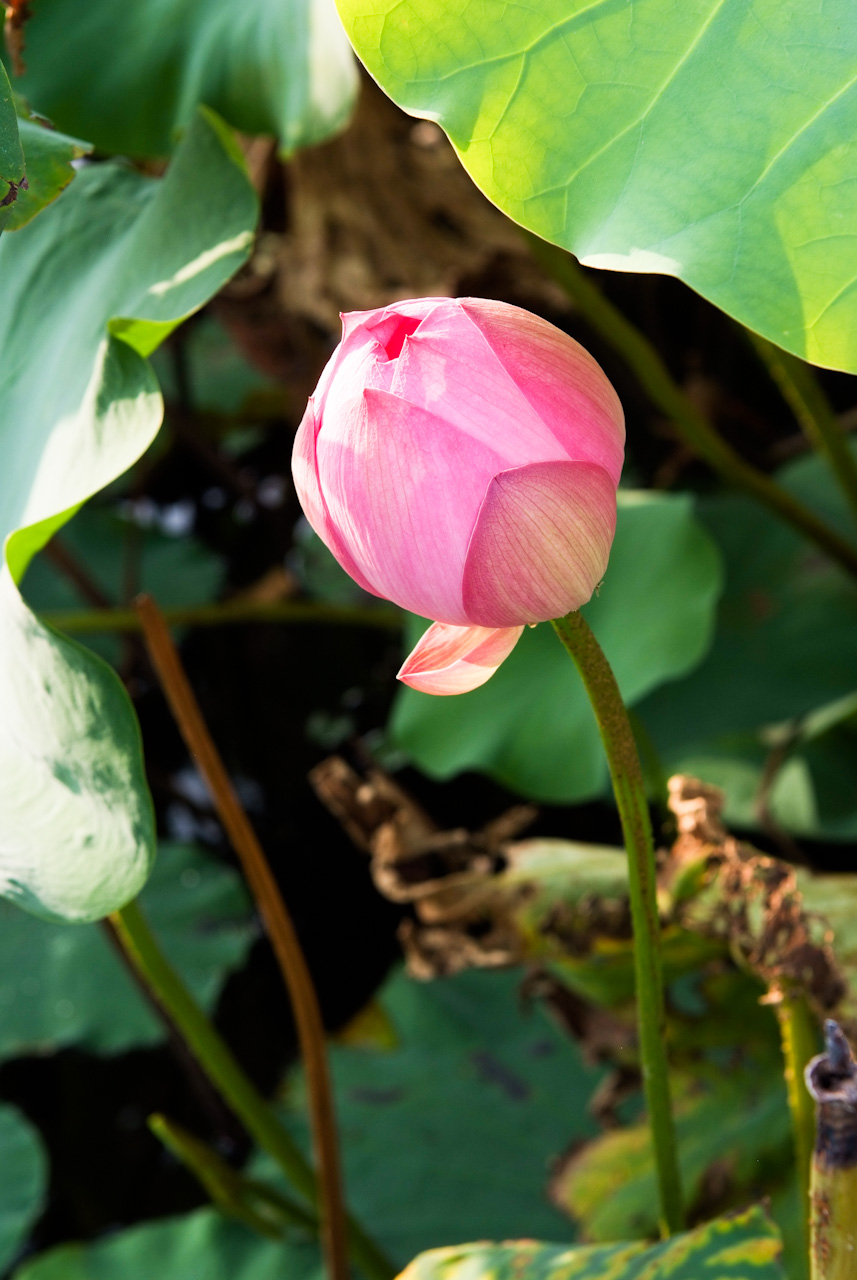 연꽃 - Nelumbo nucifera
