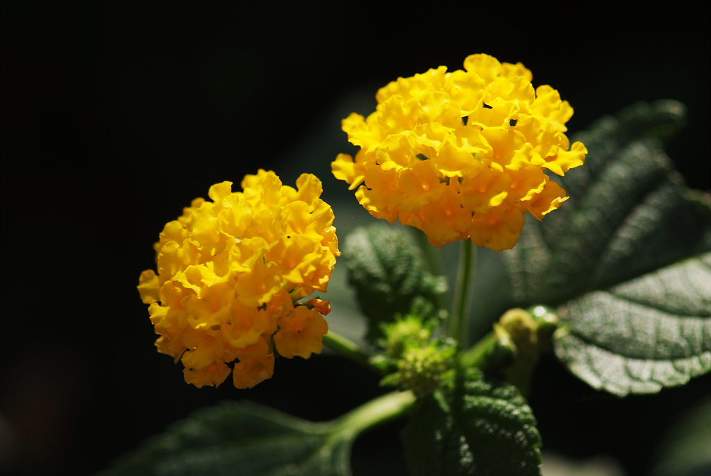 란타나 - Spanish Flag, West Indian Lantana, Lantana camara