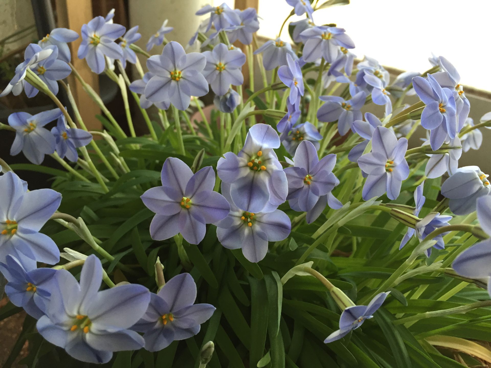 향기별꽃 - starflower, spring starflower, Ipheion uniflorum