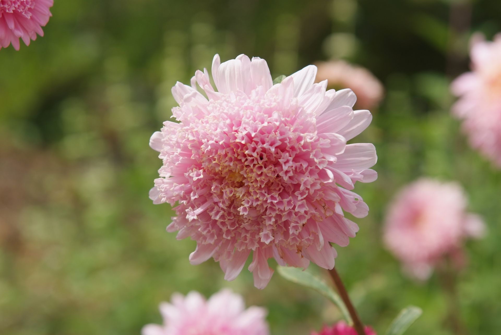 과꽃 - Callistephus chinensis