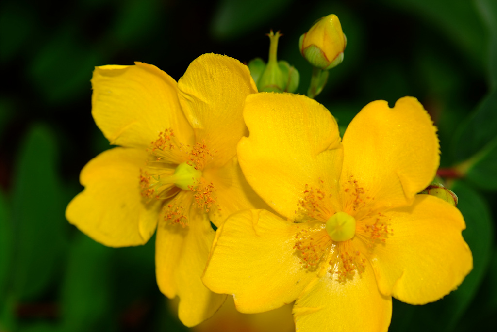 금사매 - Hypericum patulum