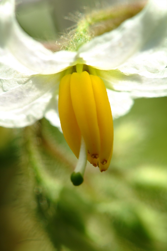 흰독말풀 - Datura stramonium L. var. stramonium