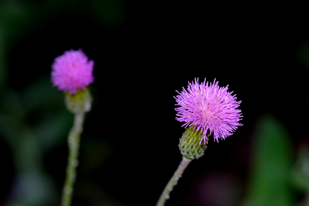 조뱅이 - Cephalonoplos segetum