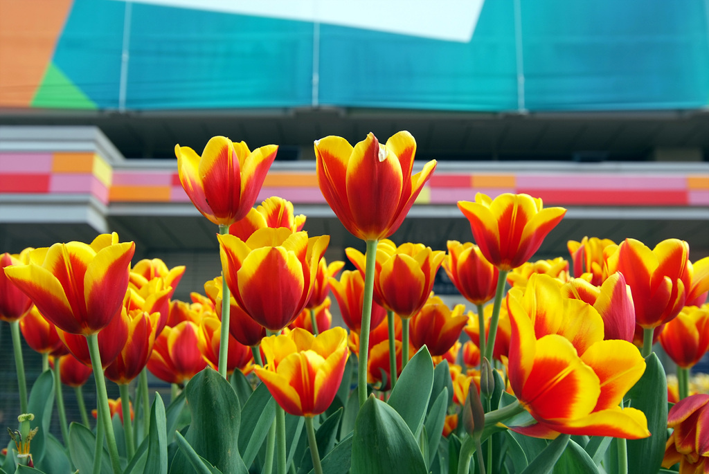 튤립 - Tulip, Tulipa gesneriana