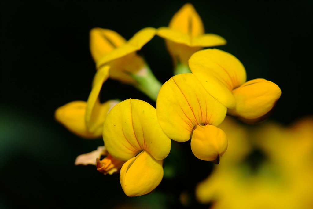 벌노랑이 - Lotus corniculatus var. japonicus