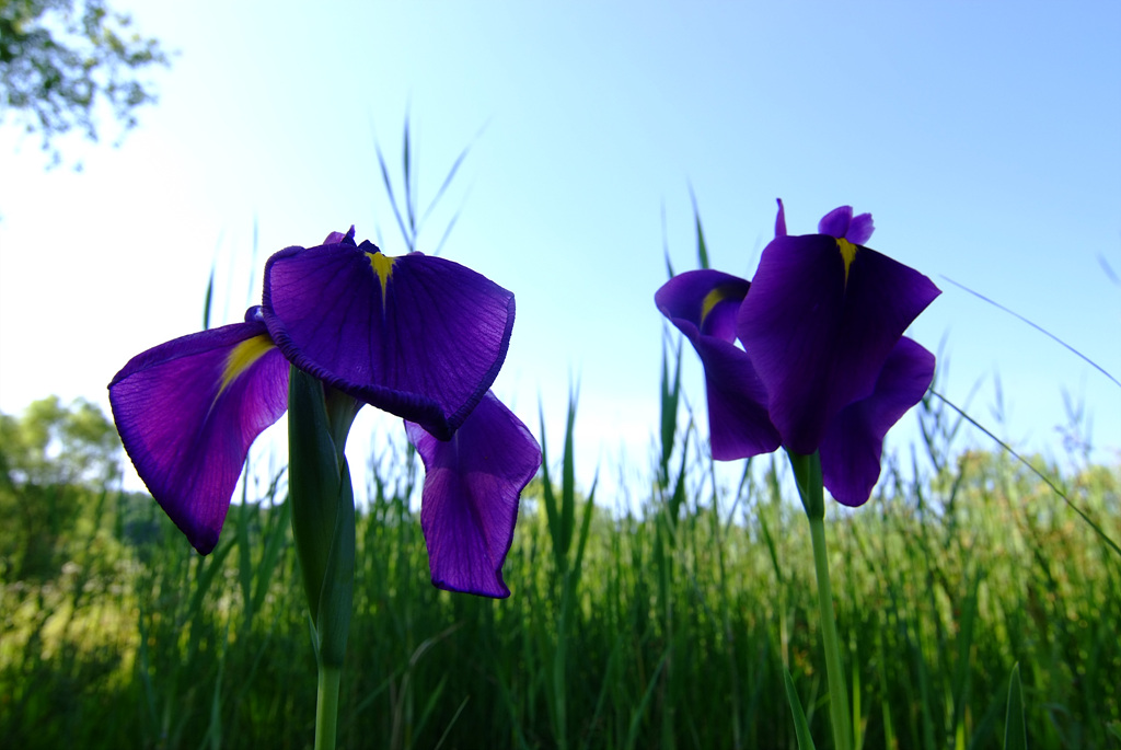 꽃창포 - azalea, Iris ensata var. spontanea