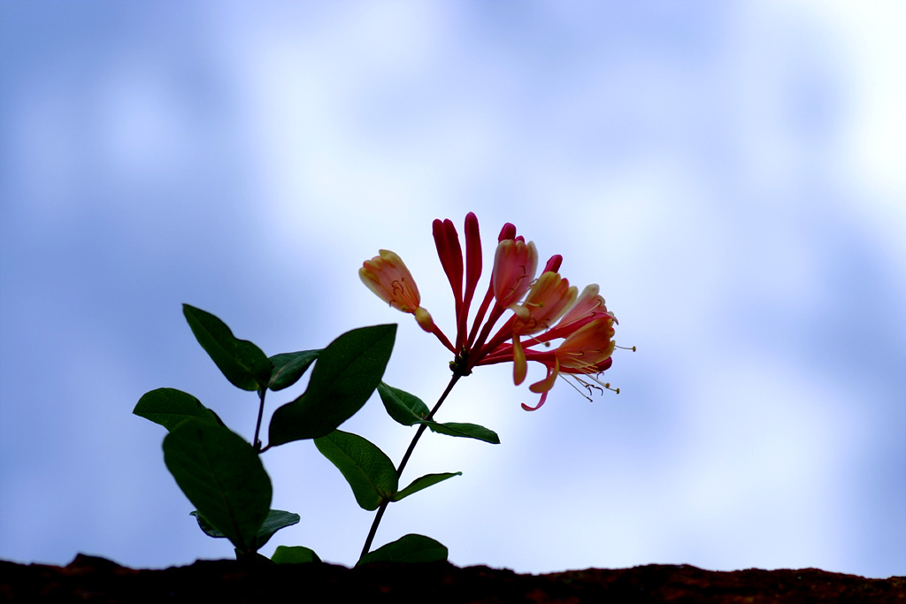 인동덩굴 - Lonicera japonica Thunb.