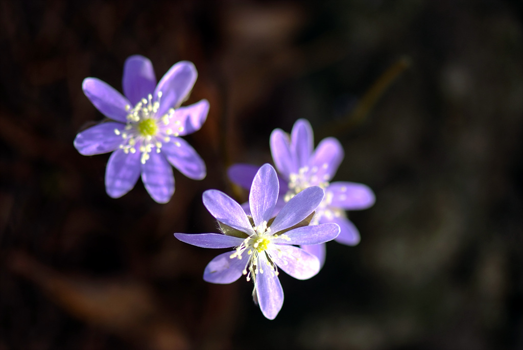 노루귀 - Hepatica asiatica Nakai, Hepatica asiatica
