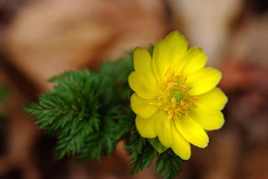 복수초 - Adonis amurensis