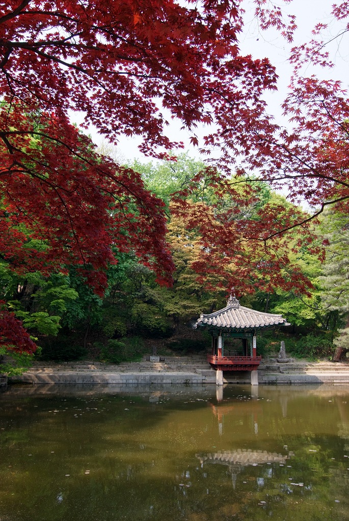 단풍나무 - Acer palmatum Thunb. ex Murray, Acer palmatum Thunb. ex Murray